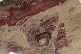 Huge, Polished Domal Stromatolite Slab - Western Australia #239345-1